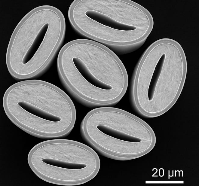 Scanning electron microscope image of raw cotton fiber cross-sections showing the natural protective wax layer